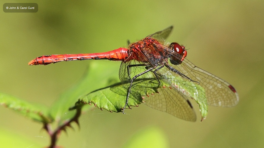 J01_4032 Sympetrum sanguineum male.JPG